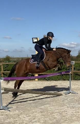 Poney français de selle 16 ans