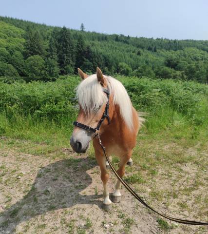 Haflinger jument gestante 5 ans pré debourée