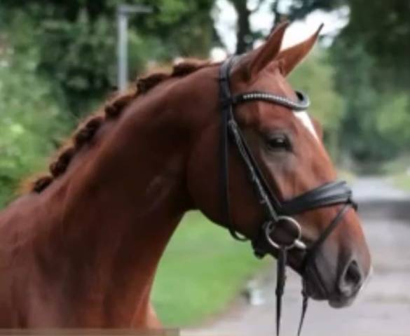 Très bon jeune cheval de dressage