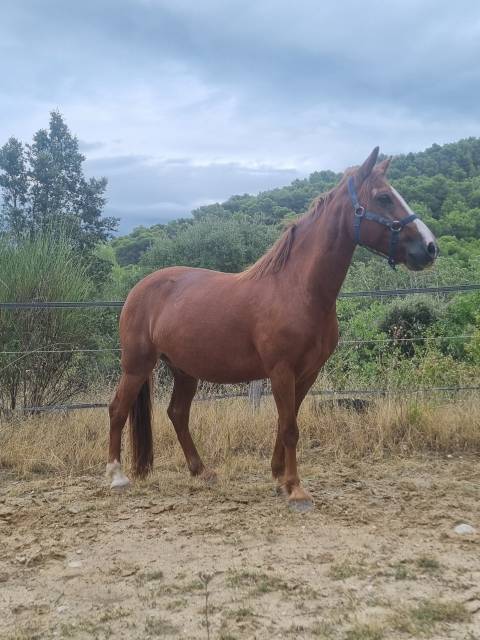 Poney welsh cob oc