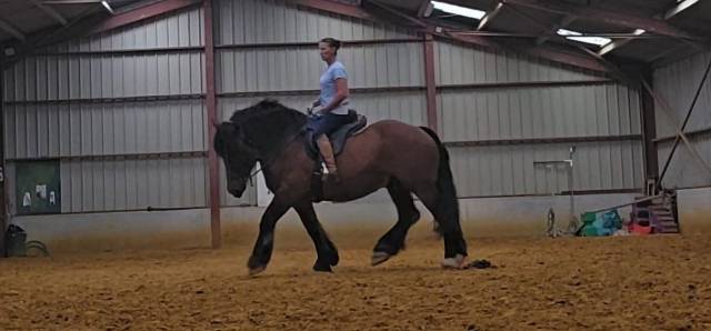 Etalon trait ardennais