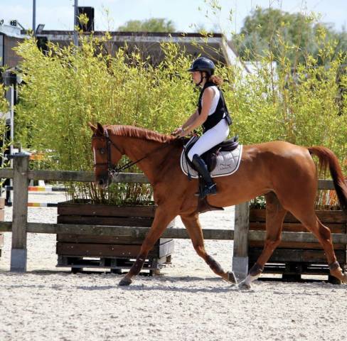 Cheval de sport à prendre en dp ou pension complète