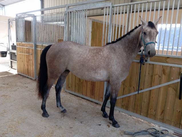 Jument 3 ans mylord x baloubet