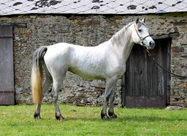 Ponette connemara
