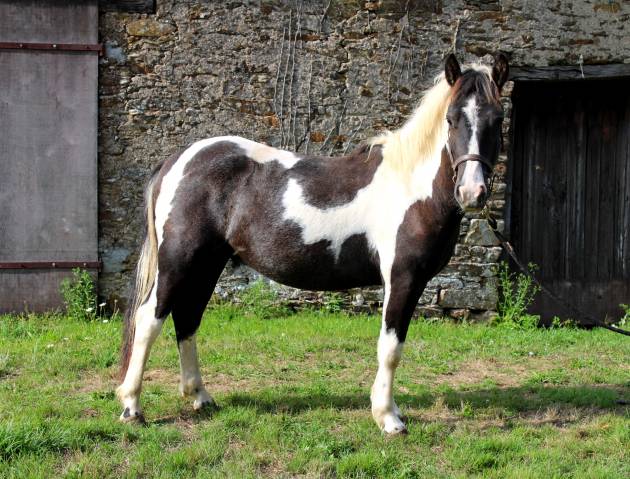 2 poneys b porteurs 
