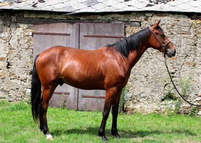 Cheval loisir
