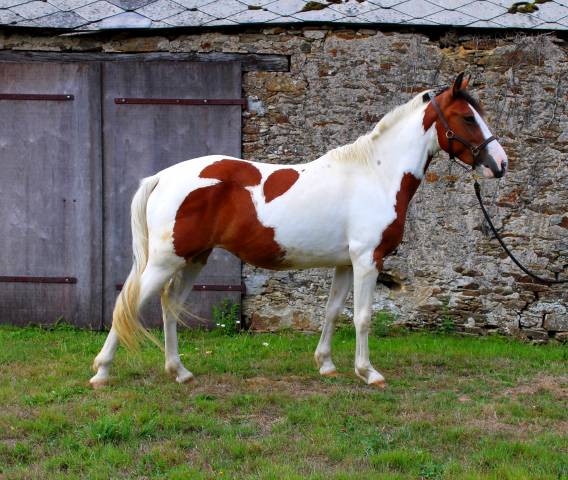 Ponette pleine