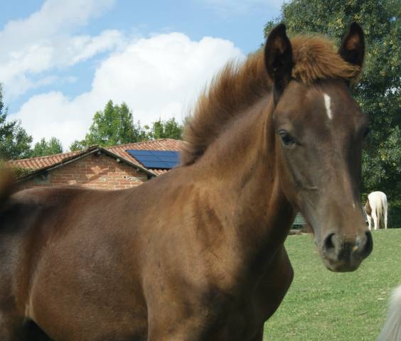 Popcorn new forest de croisement
