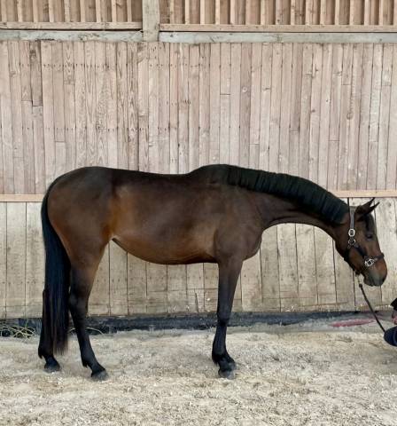 Jument cso , cce , hunter 3 ans