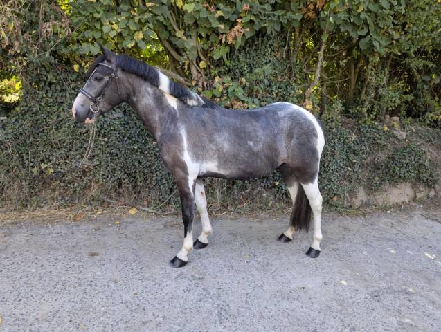 Poney à vendre ou à louer 