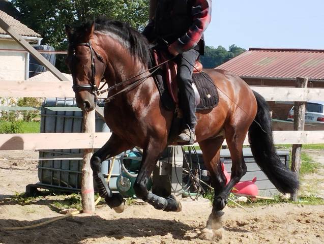 A vendre pure race espagnole p.p de 6 ans entier 