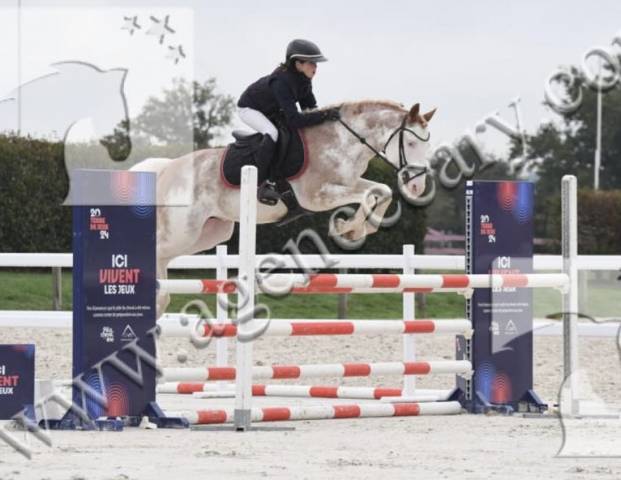 Poney d à louer 