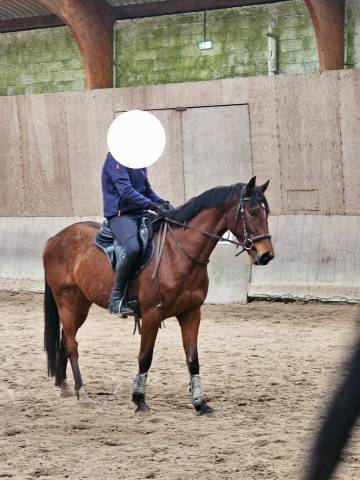 Jeune cheval, 4 ans, cherche famille pour la vie!