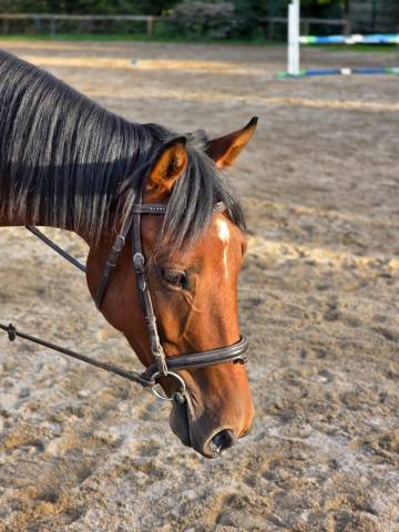 Jeune cheval, 4 ans, cherche famille pour la vie!