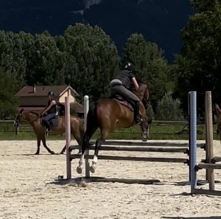Recherche demi pension pour cheval polyvalent de 8 ans 