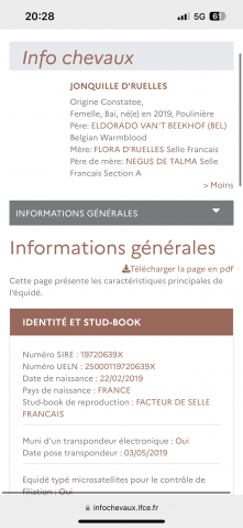 Jument de selle loisir poulinière