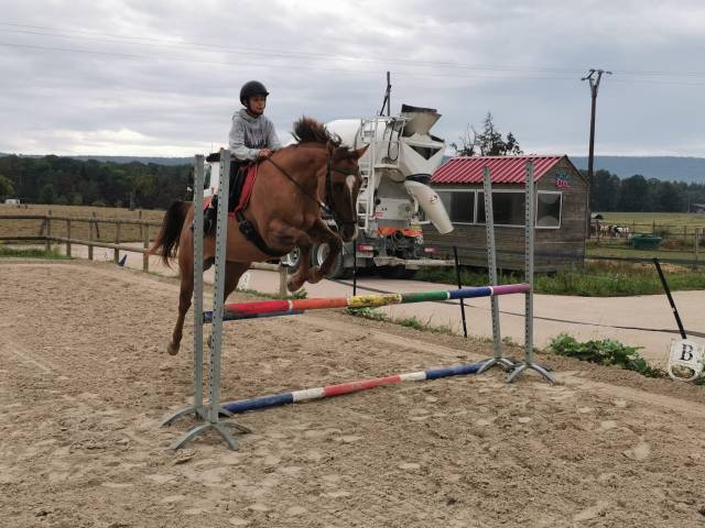 Jument paint horse - 18 ans