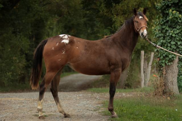 Felicity pouliche appaloosa
