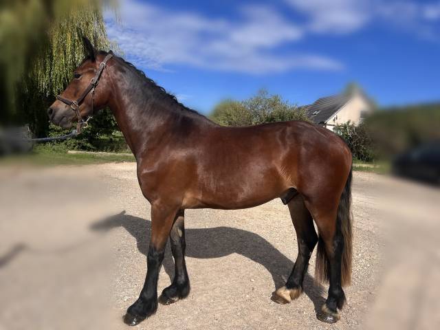 Hongre welsh cob de 3 ans 