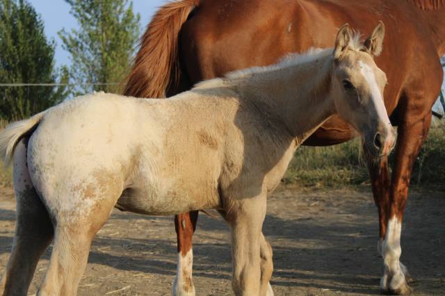 Poulain zangersheide palomino léopard capé 