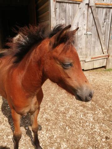 Poney oc