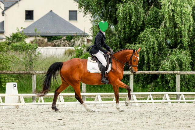 Jument de sport