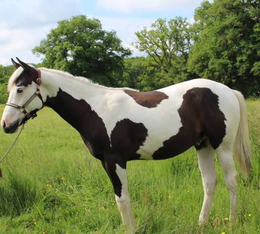 Poulain paint horse pp 