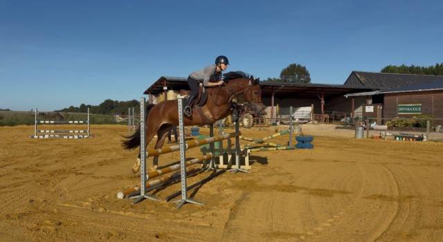 Welsh cob pp