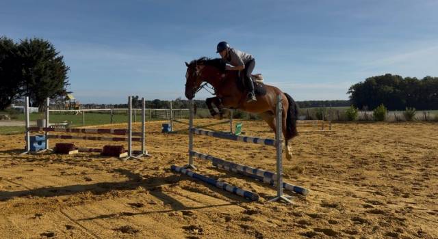 Welsh cob pp 