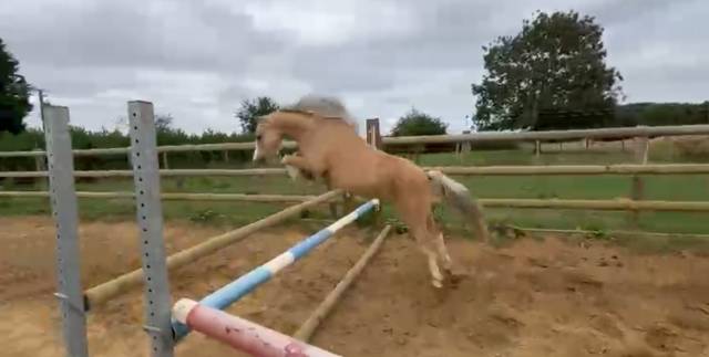 Welsh b 