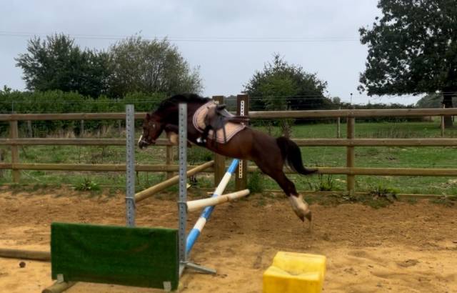 Welsh b 