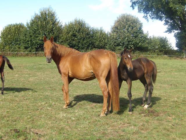 Foal mâle 
