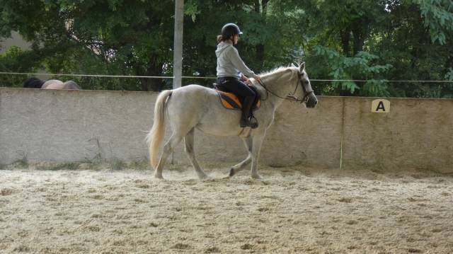 Vends jument poney oncp 1m46 très attachante