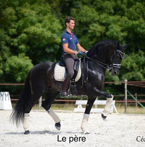 Poulain pure race espagnol 