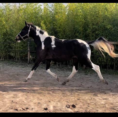 Jument zangersheide homozygote pie isabelle