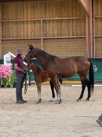 Foal (allegreto x faut il des 7 vallons) 