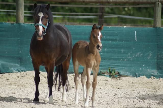 Poney pfs hongre 2024 izar de la fosse
