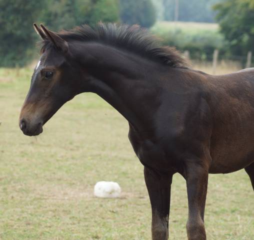Foal mâle 2025 selle français dressage par be sure