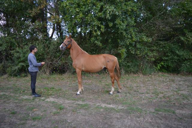  hongre • 6 ans • 1,60 m  pour loisir / club 