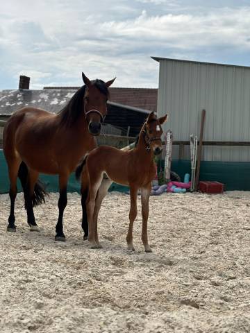 Foal mâle pfs par kracker le courtal 