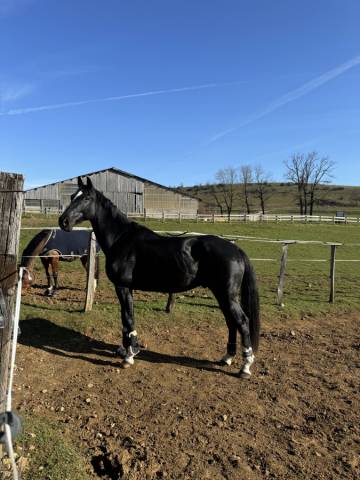  à vendre – jasall du peu.  selle français hongre