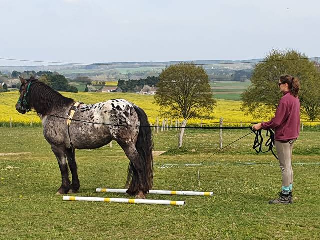 Jument croisée appaloosa