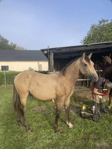 Yearling (1an) - mâle isabelle - papiers sport