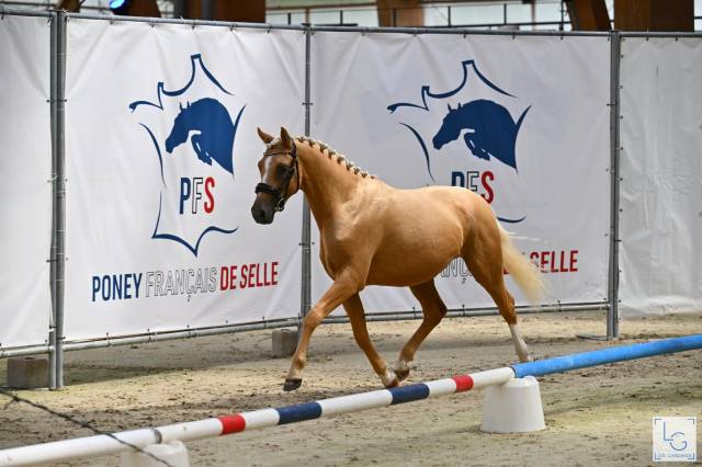 Poney d - 2 ans origines dressage