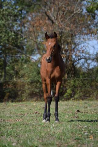 Cheval lusitanien / pouliche baie