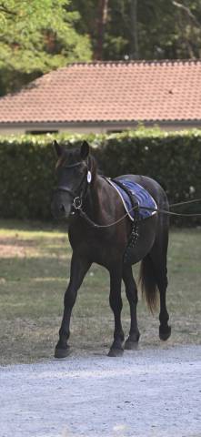 Poney landais 2ans 