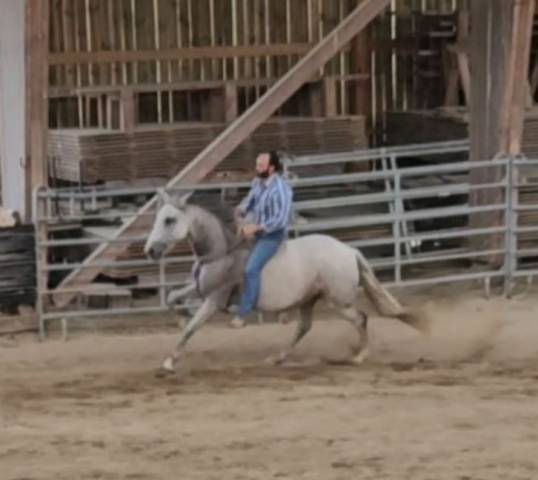 Jument ibérique cruzado, 10 ans – 1m54