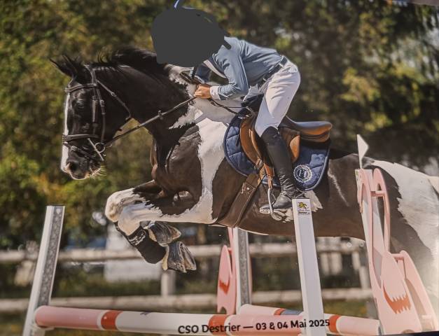 Cheval pie à vendre 