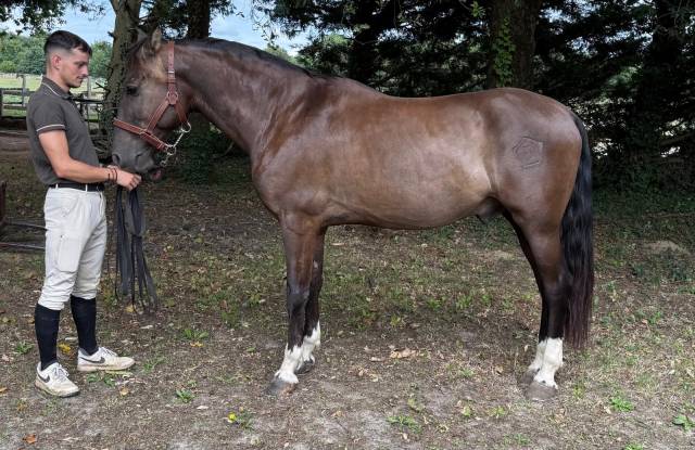 Cheval espagnol 