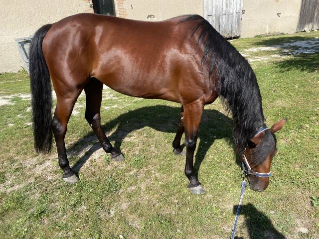 Hongre tf - 6 ans